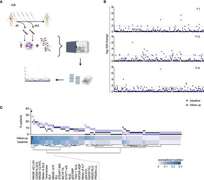 Frontiers Dynamics Of Melanoma Associated Epitope Specific Cd T